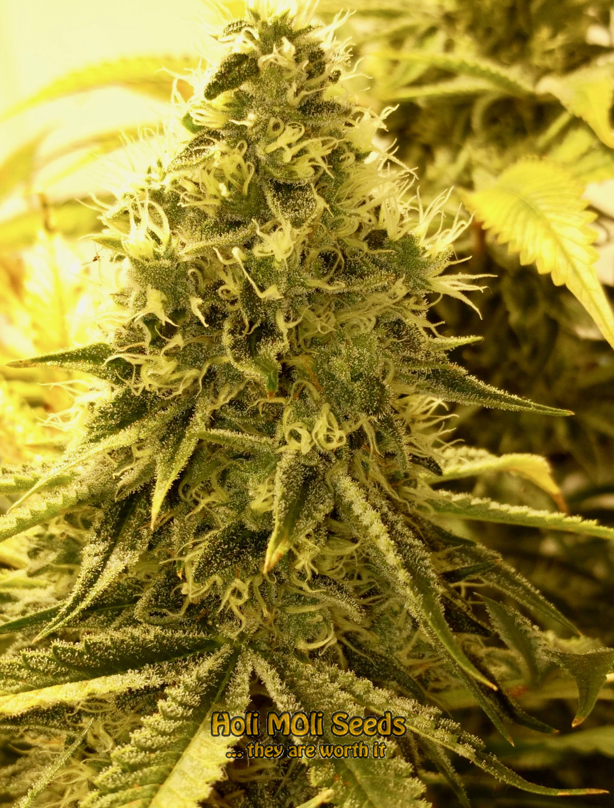 black water purple og cheese cannabis pics