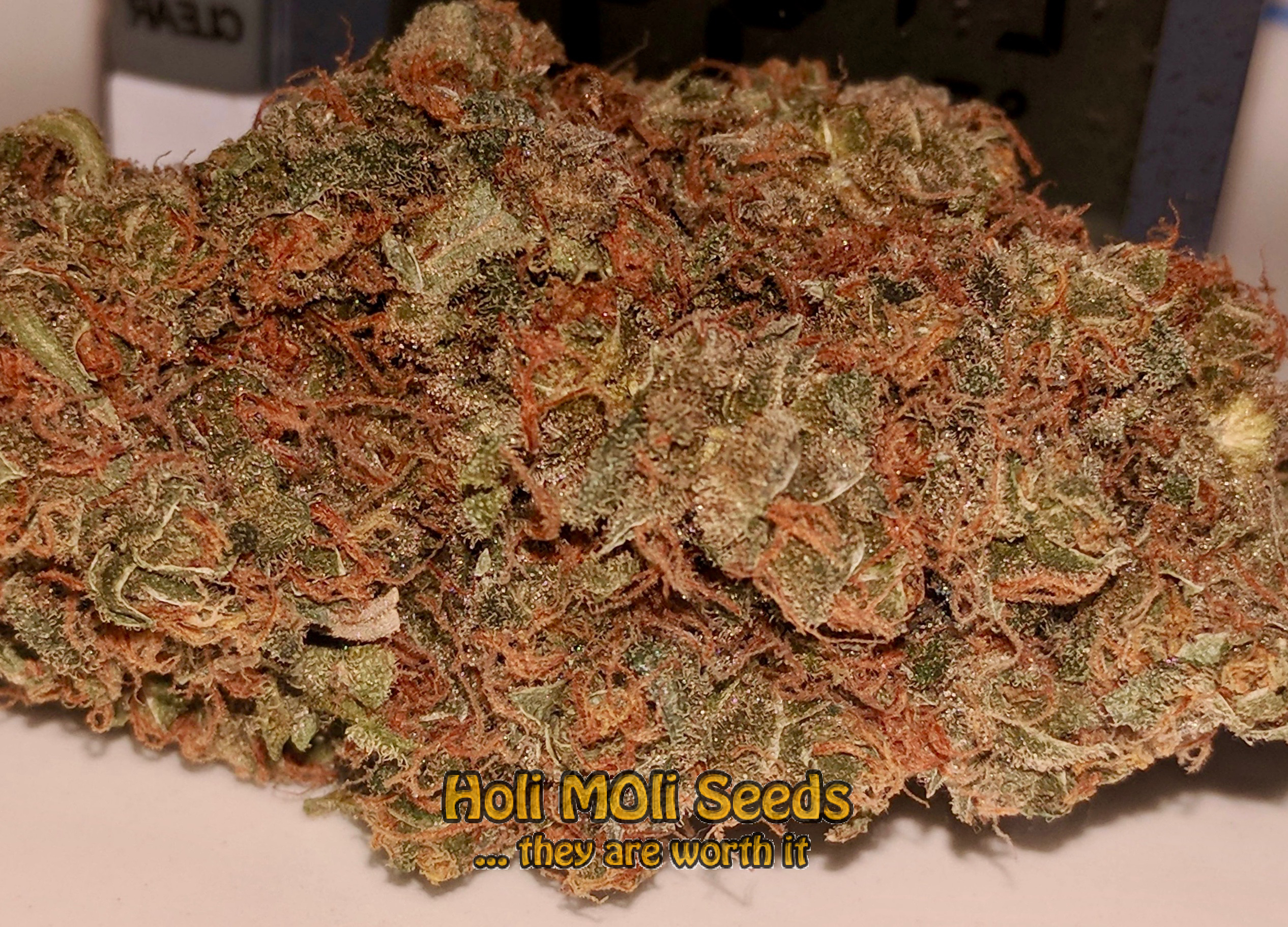 black water purple og cheese cannabis pics