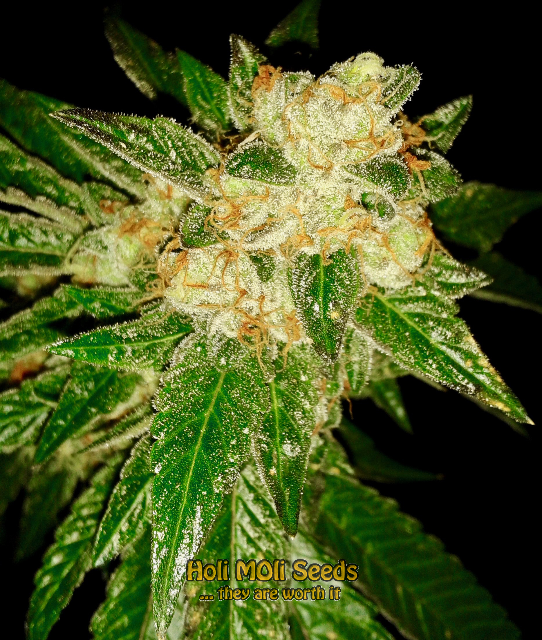 black water purple og cheese cannabis pics