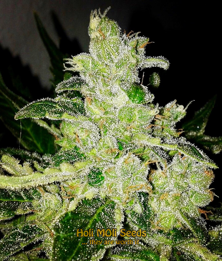 black water purple og cheese cannabis pics