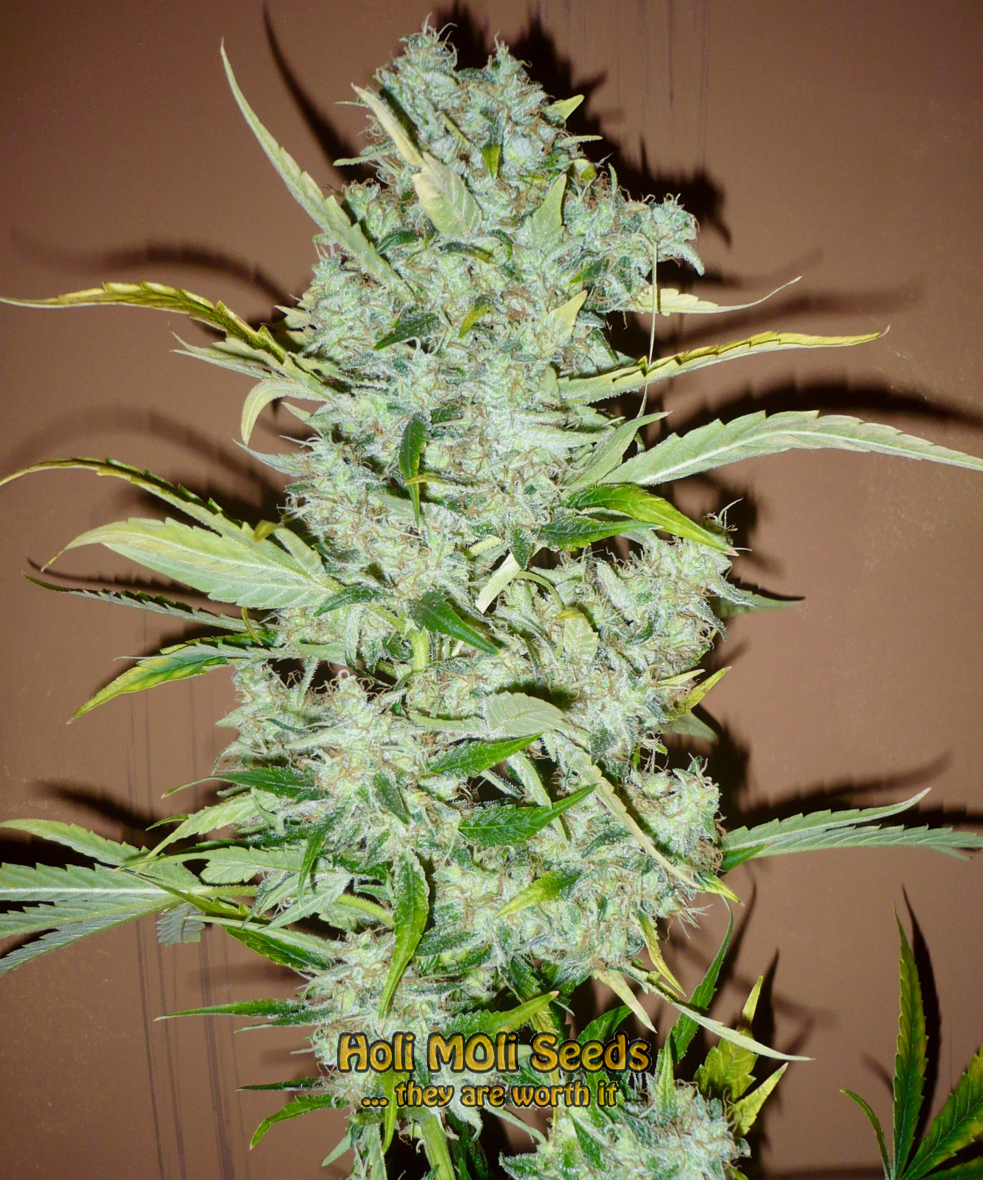 black widow cannabis pics