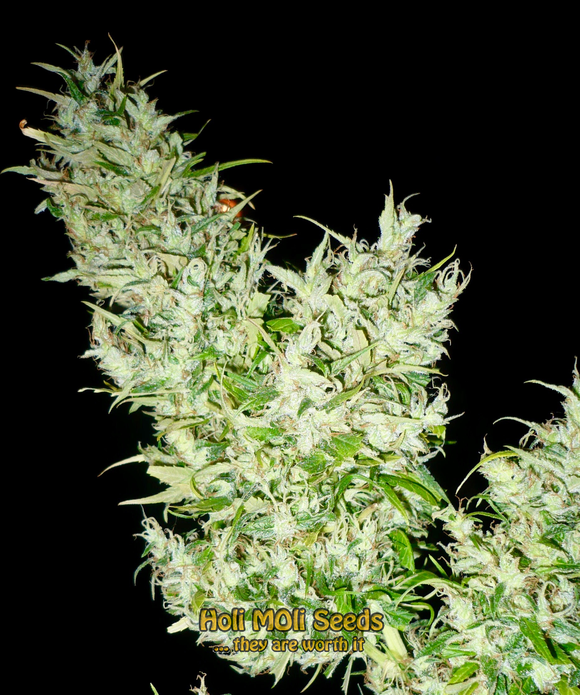 black widow cannabis pics