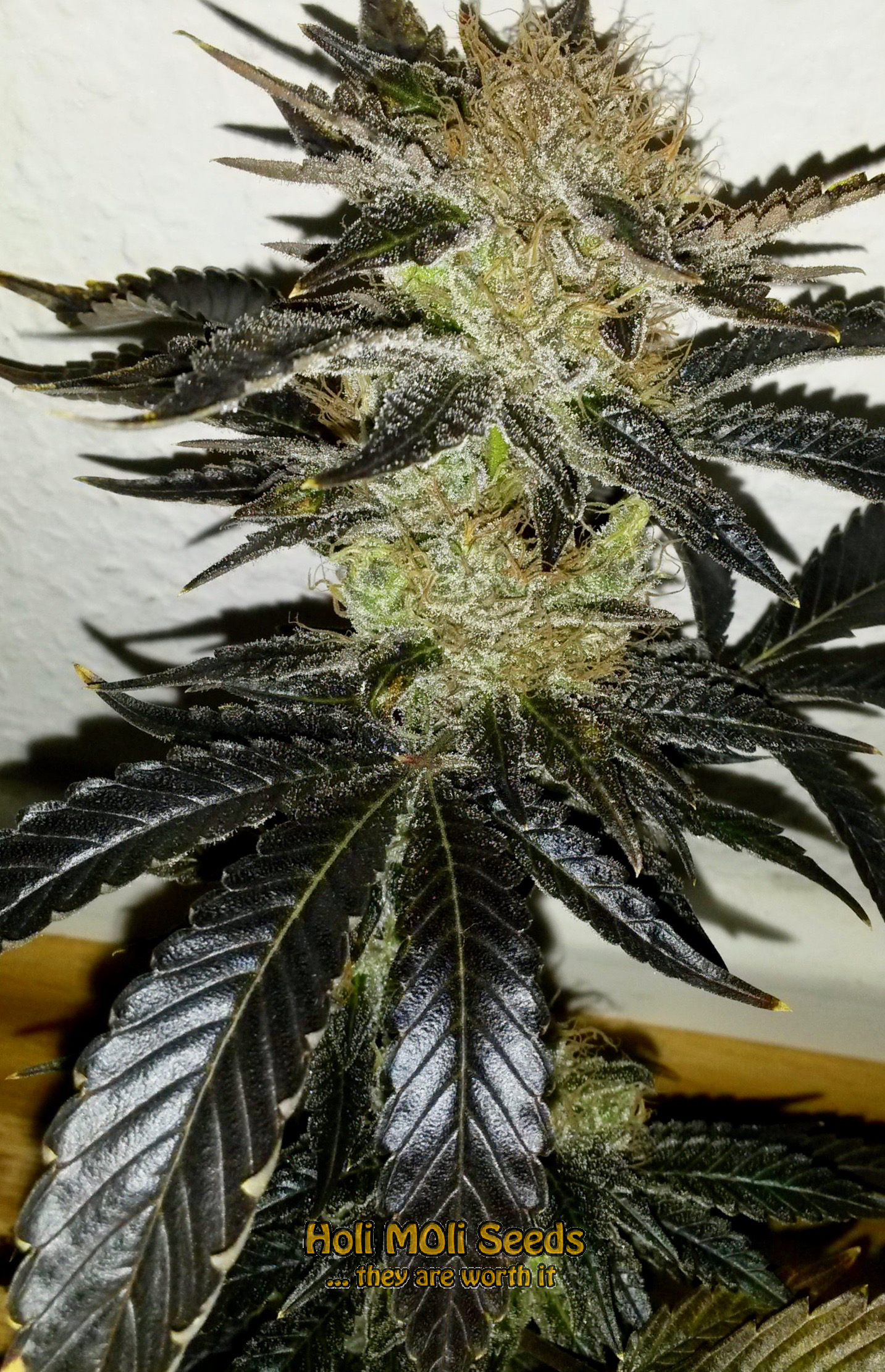 blackberry kush cannabis pics