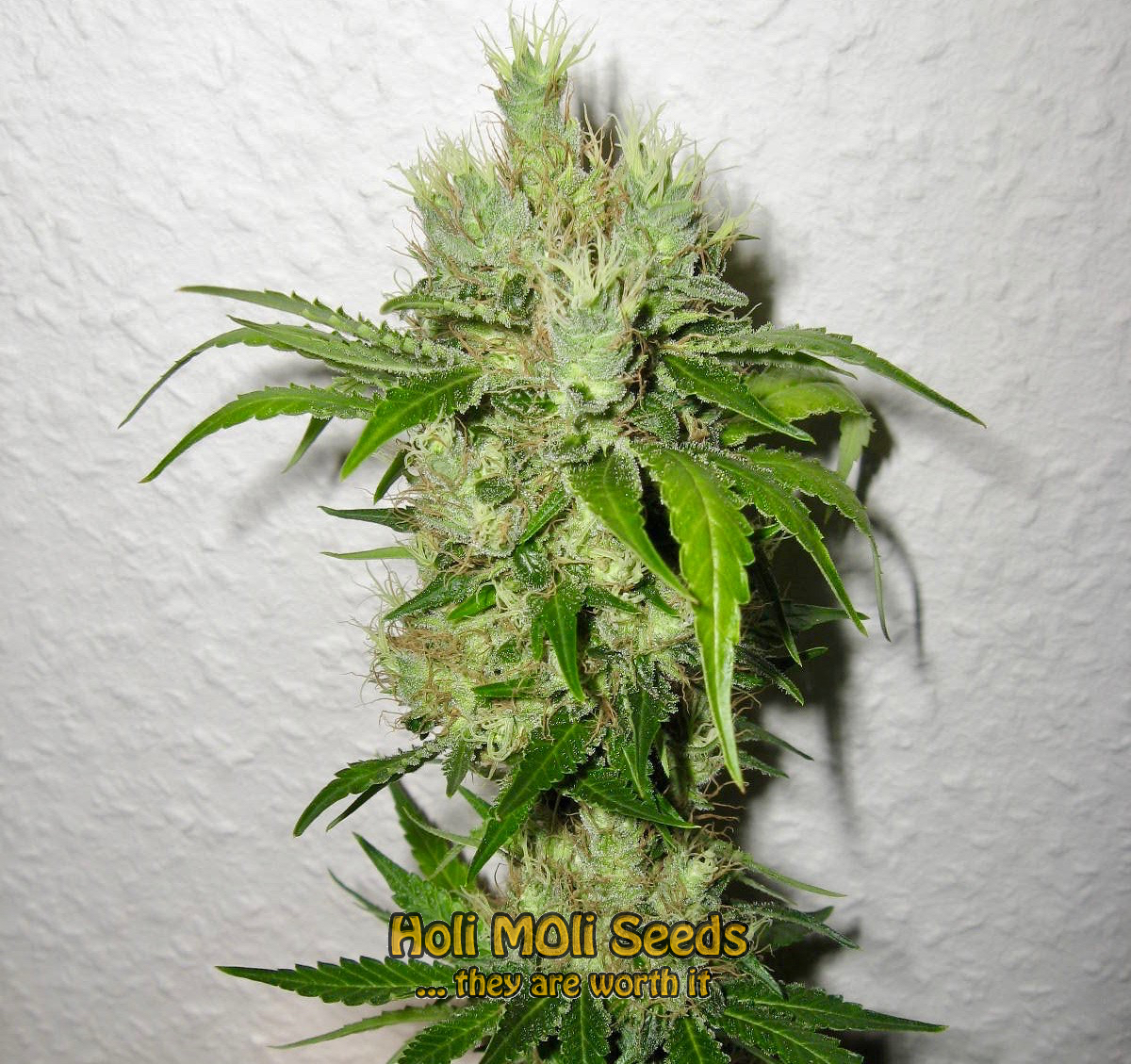 blackberry kush cannabis pics