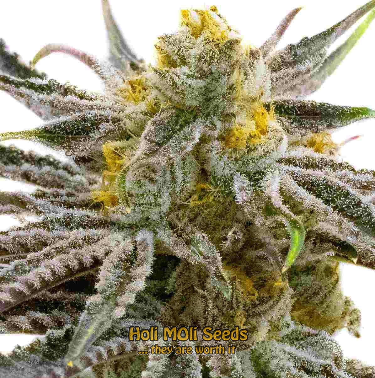 blood diamond og cannabis pics