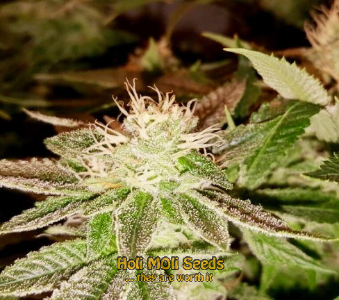 blood diamond og cannabis pics