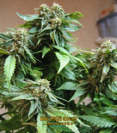 blood diamond og cannabis pics