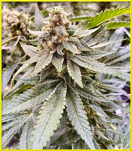 blood diamond og cannabis pics