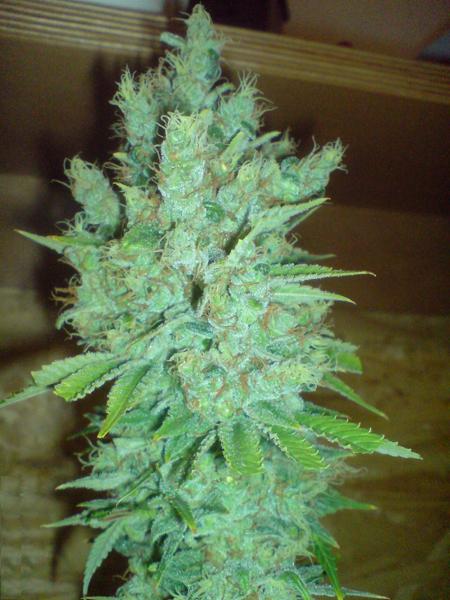 blue cheese autoflower cannabis pics