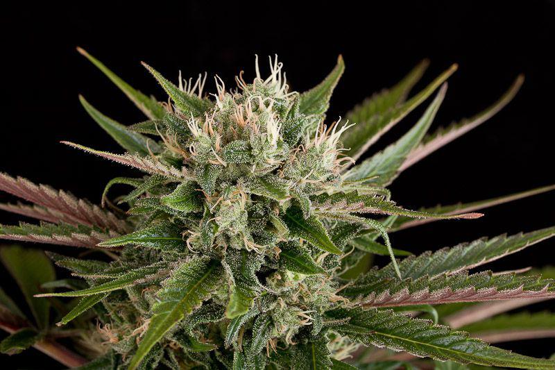 blue cheese autoflower cannabis pics