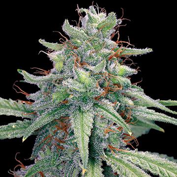 blue cheese autoflower cannabis pics