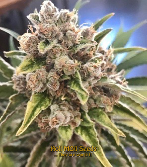 blue colombian kush cannabis pics