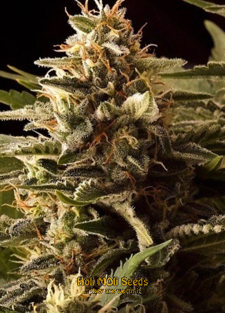 blue colombian kush cannabis pics