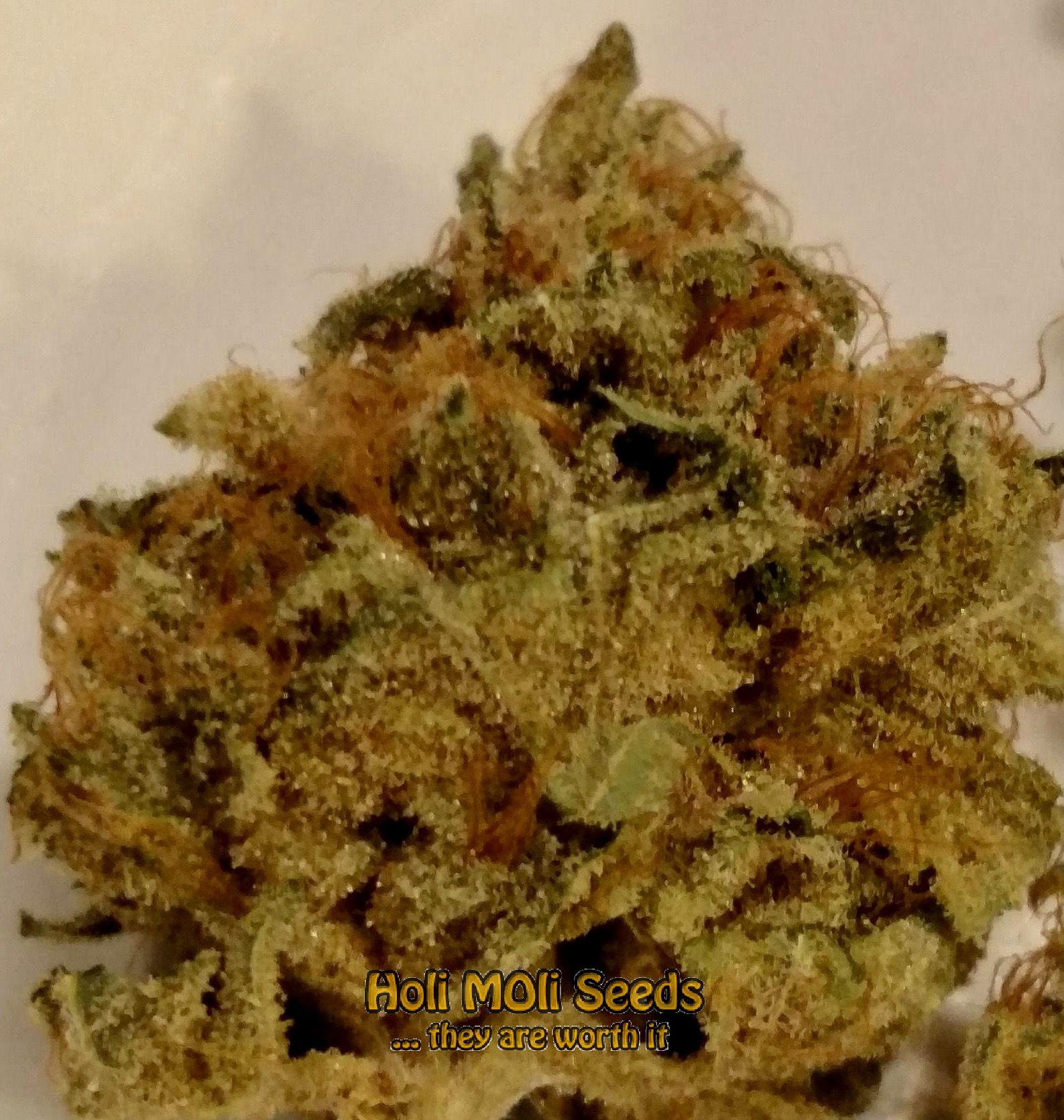 blue colombian kush cannabis pics