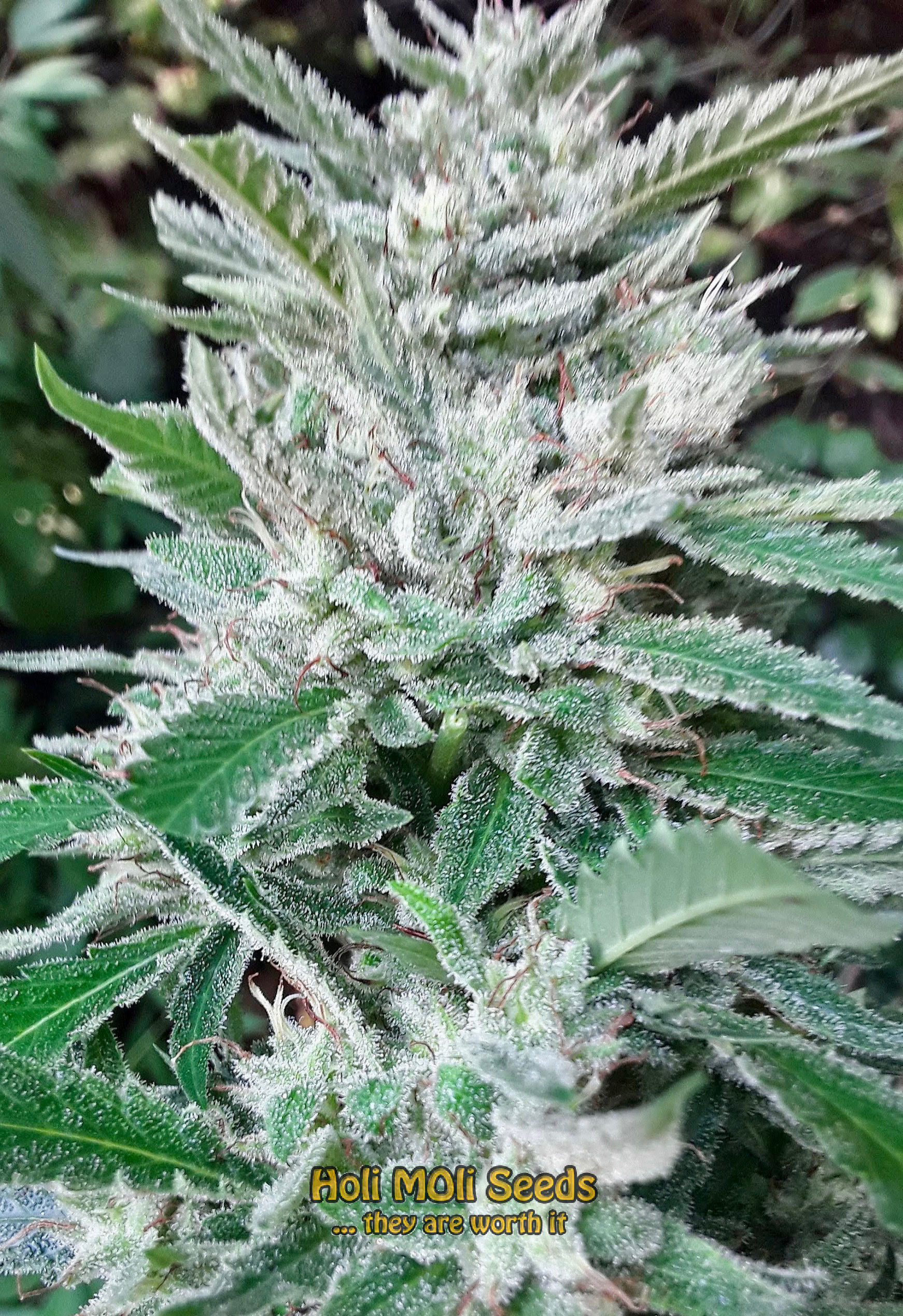 blue cookies cannabis pics