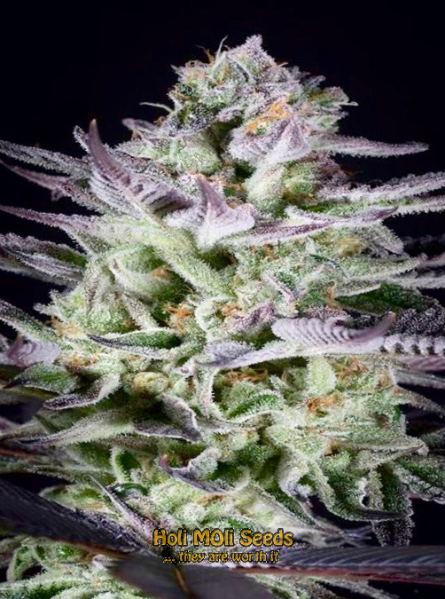 blue cookies cannabis pics