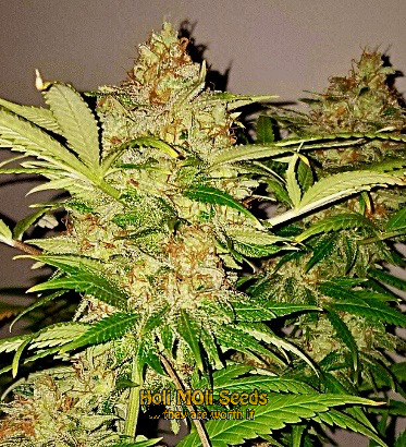 blue cookies cannabis pics