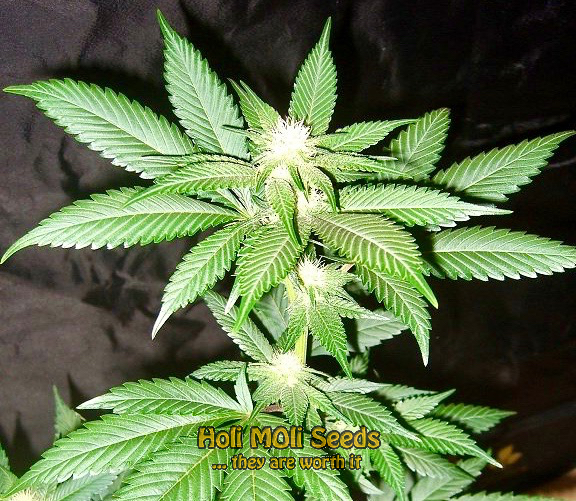 blue cookies cannabis pics