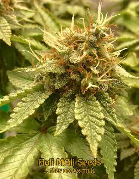 blue diesel cannabis pics