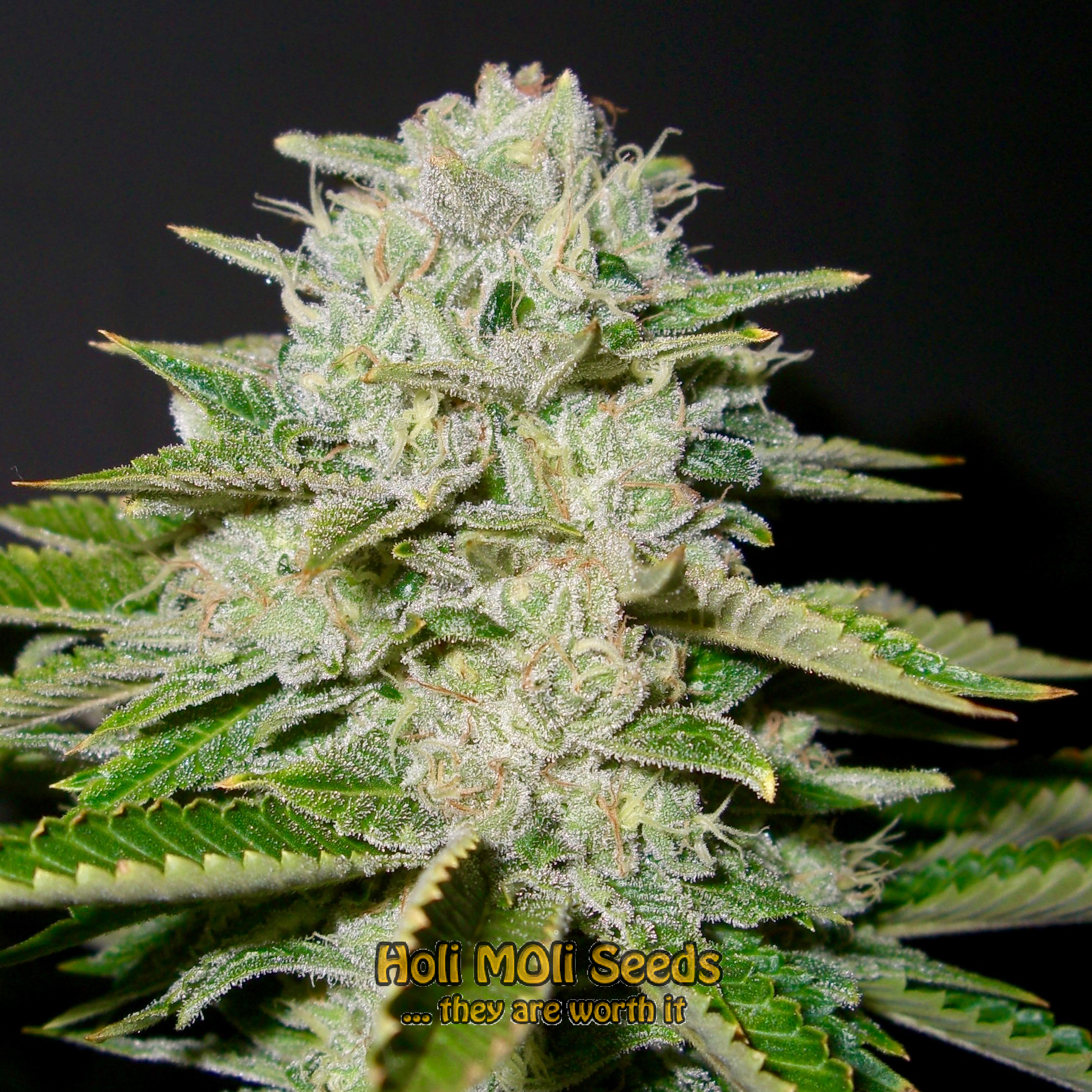 blue headband cannabis pics