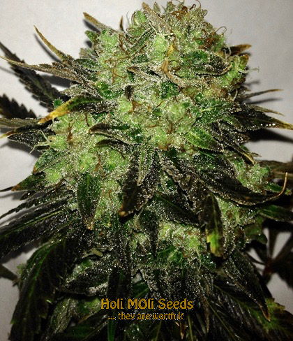 blue headband cannabis pics