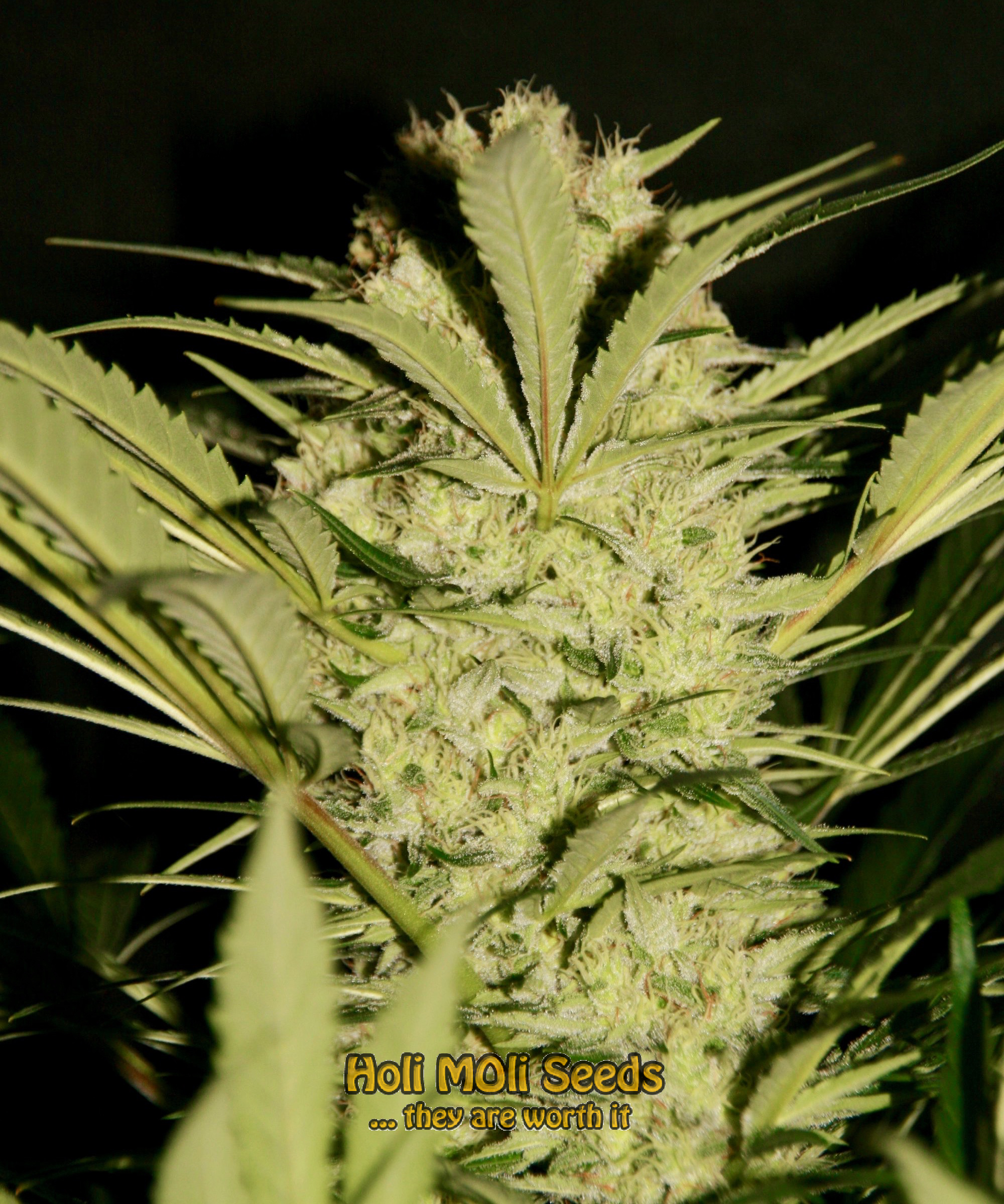 blue light district cannabis pics