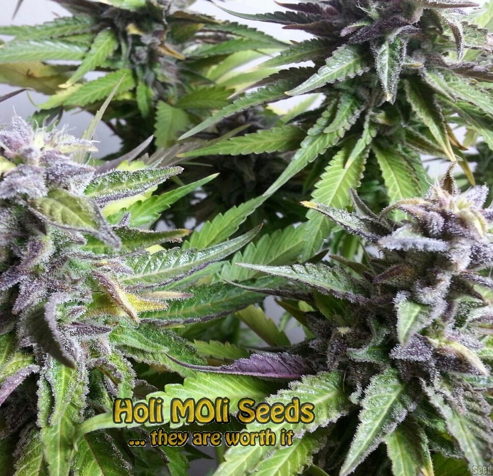 blue widow cannabis pics