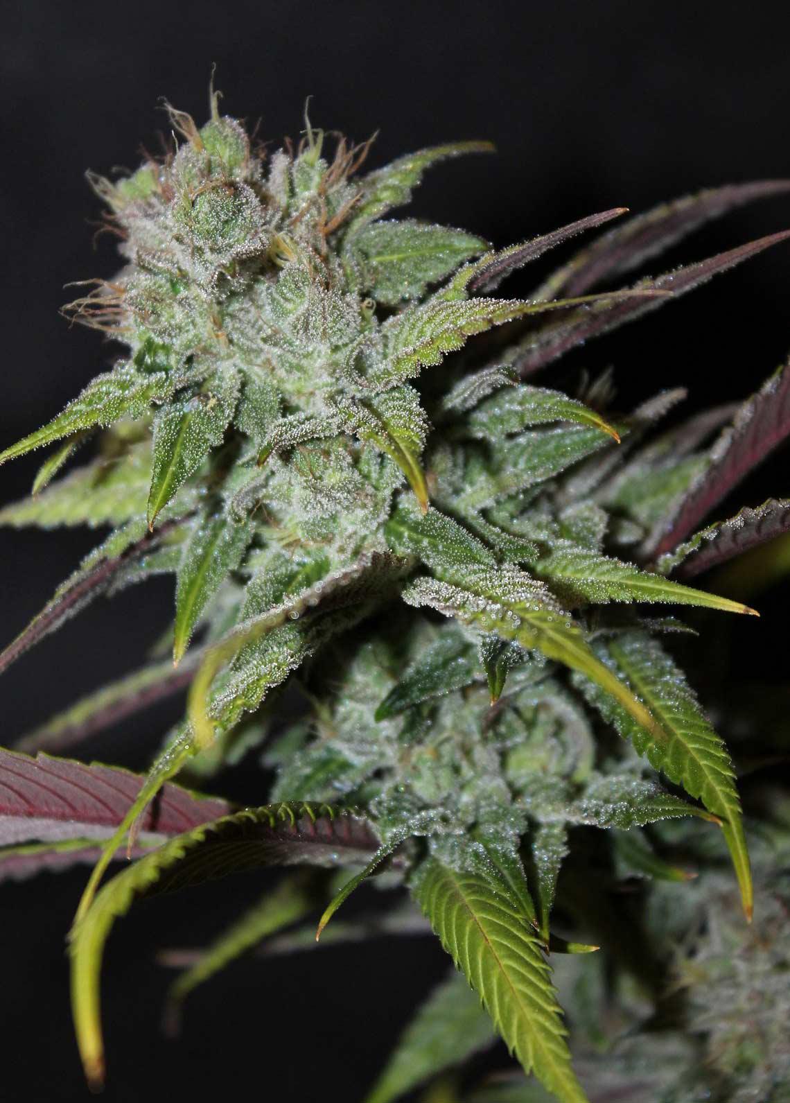 blueberry autoflower cannabis pics