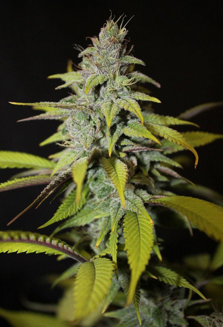 blueberry autoflower cannabis pics