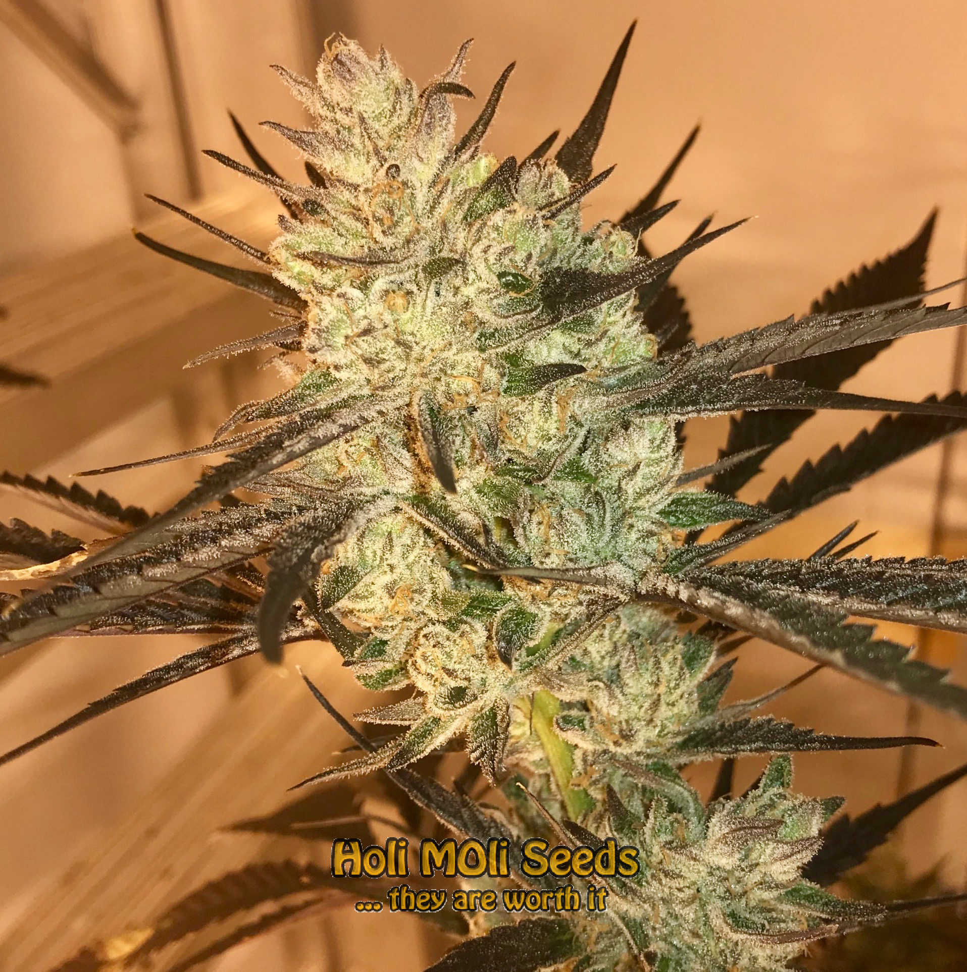 blueberry badazz cannabis pics