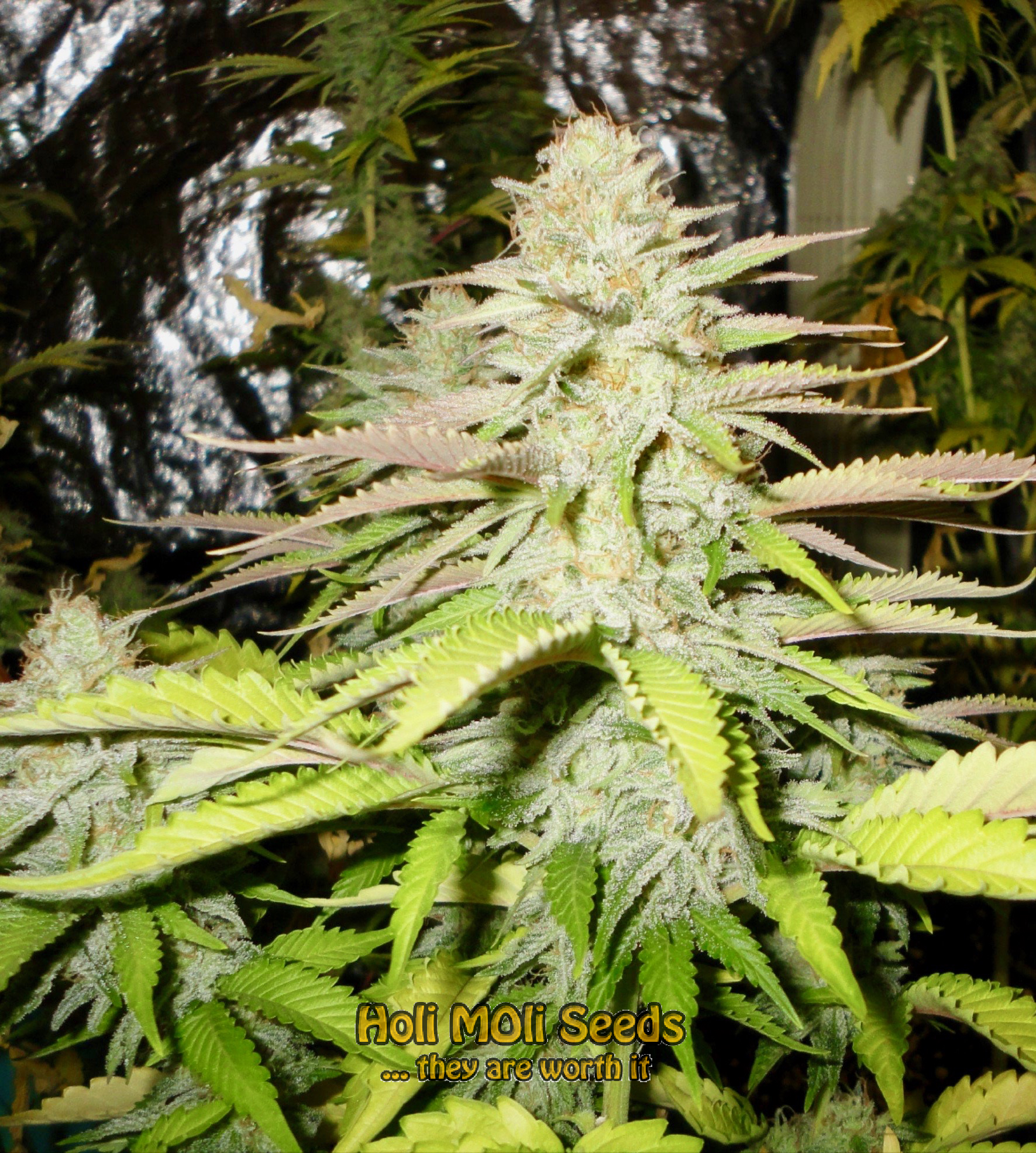 blueberry badazz cannabis pics