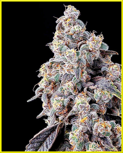 blueberry badazz cannabis pics