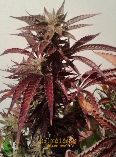 blueberry kush cannabis pics