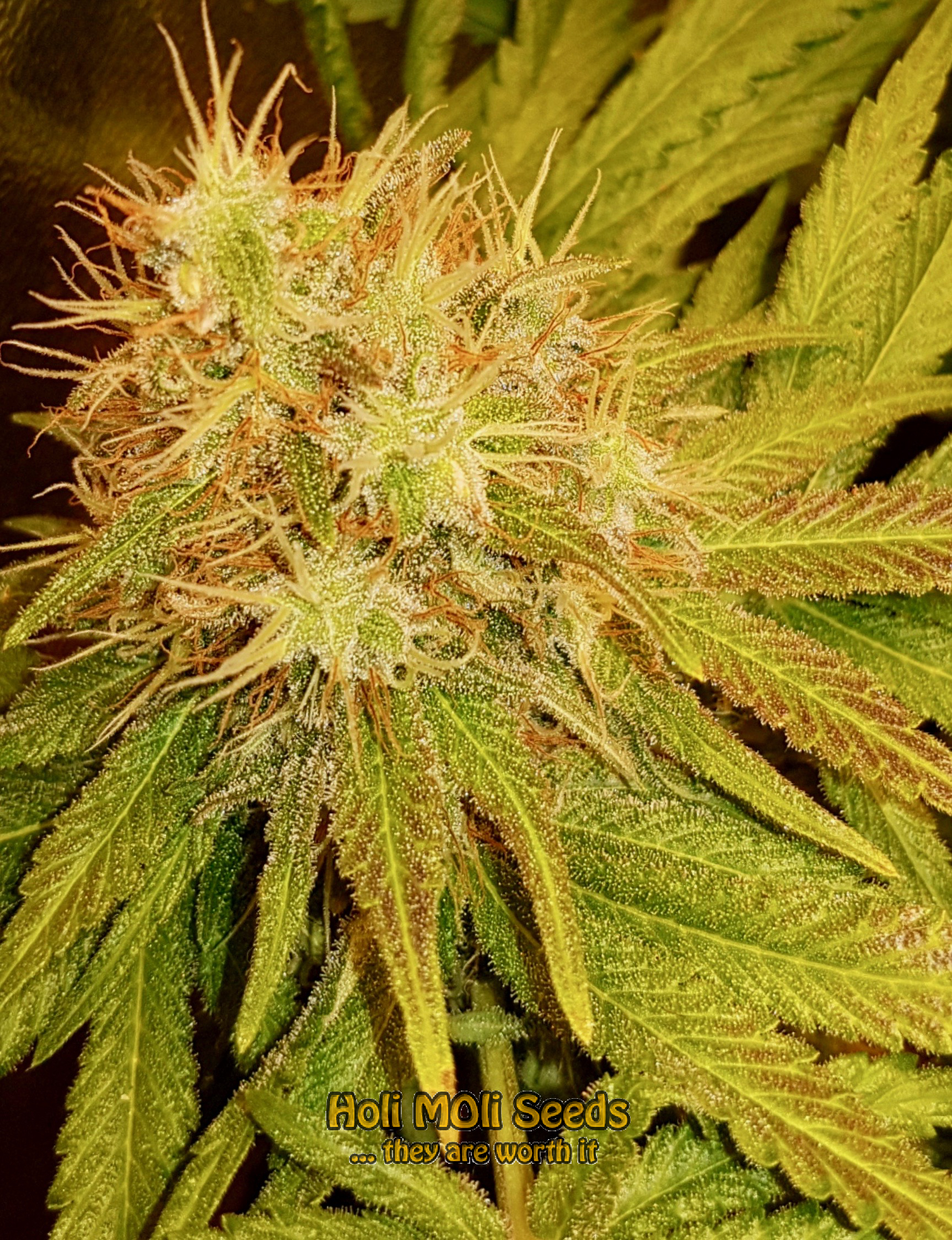 bruce banner 2.0 cannabis pics