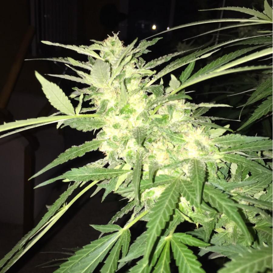 bruce banner cannabis pics