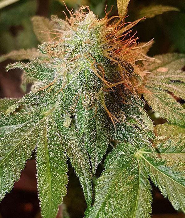 Bruce banner фото