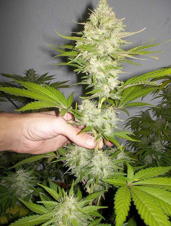 candy kush cannabis pics