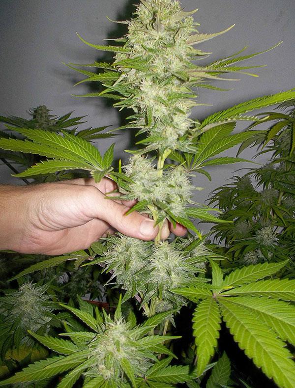 candy kush cannabis pics