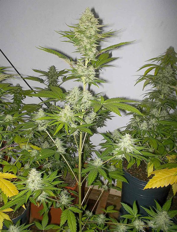 candy kush cannabis pics