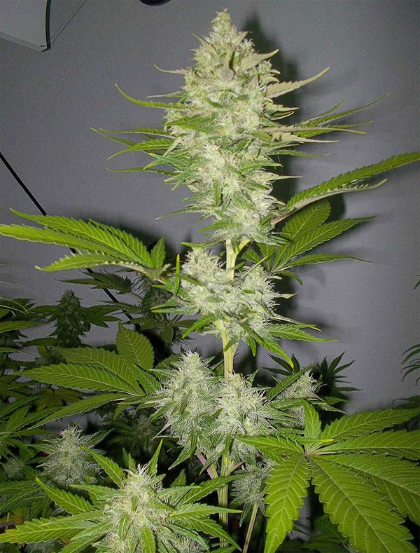 candy kush cannabis pics