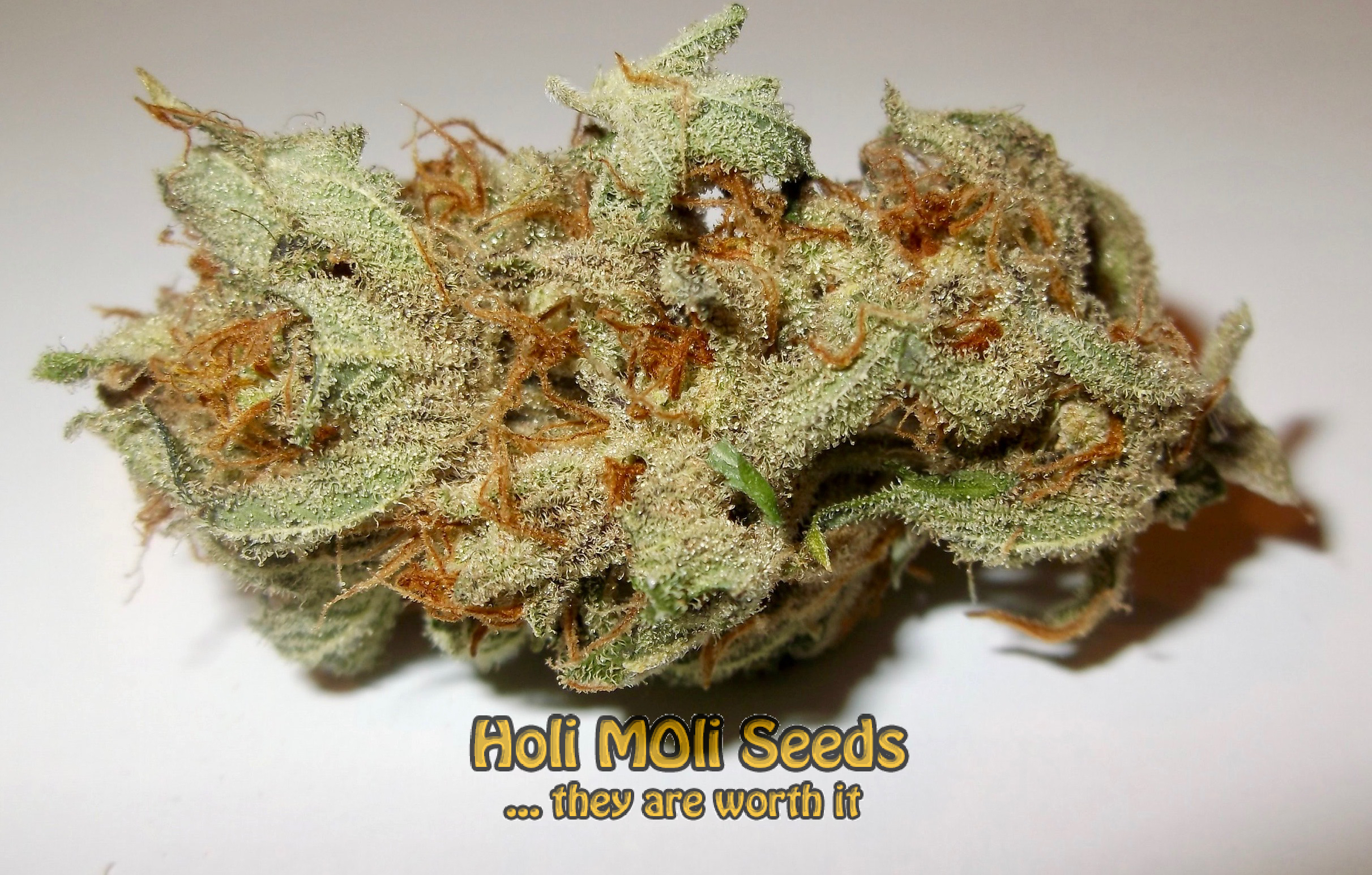 candyland peyote cannabis pics