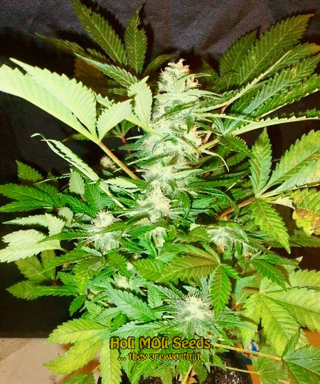 candyland peyote cannabis pics