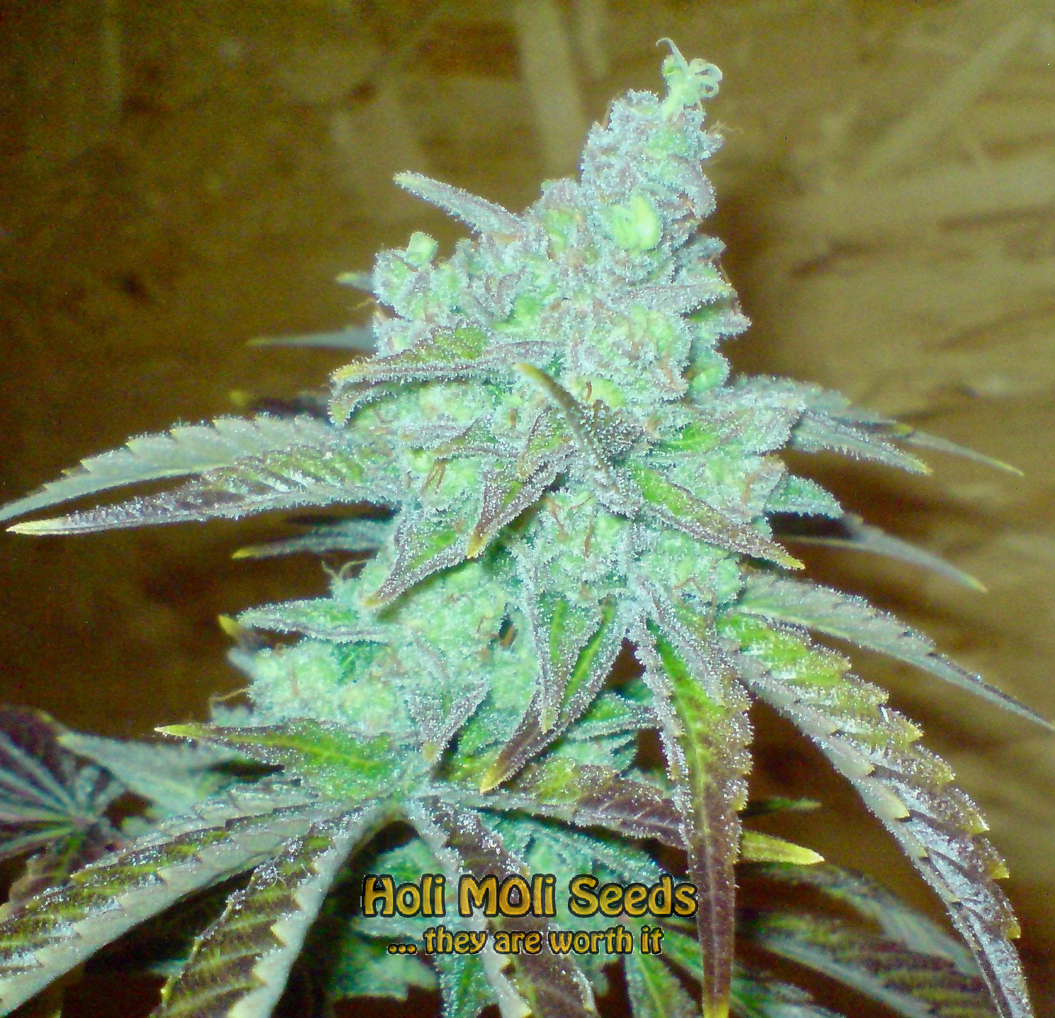 candyland peyote cannabis pics