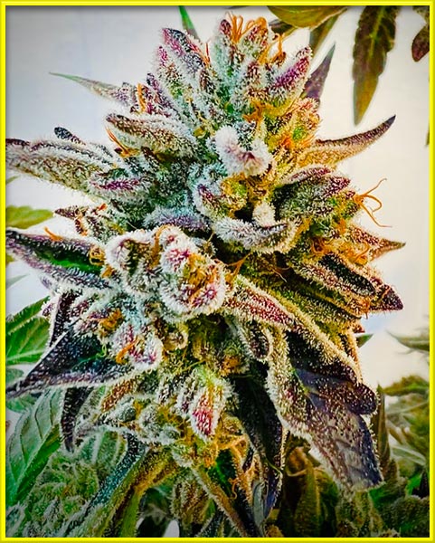 candyland peyote cannabis pics