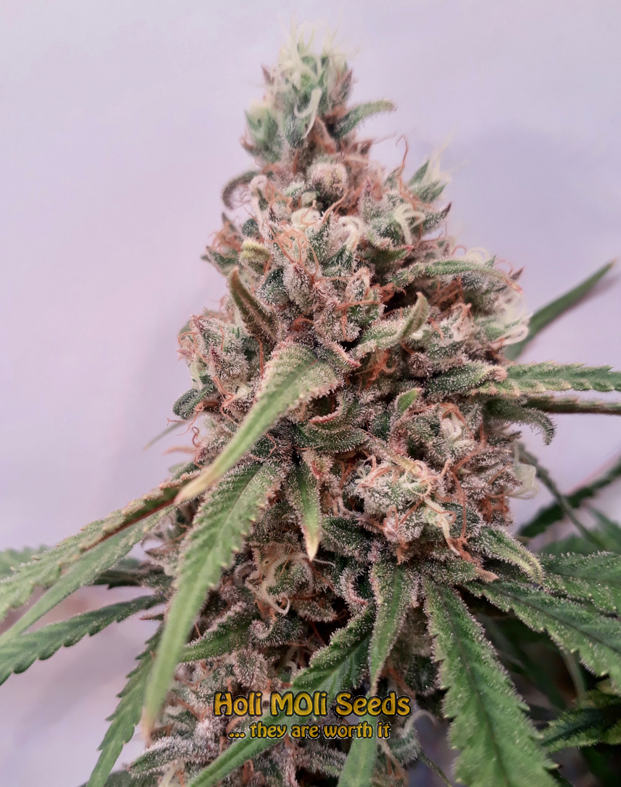 candyland cannabis pics