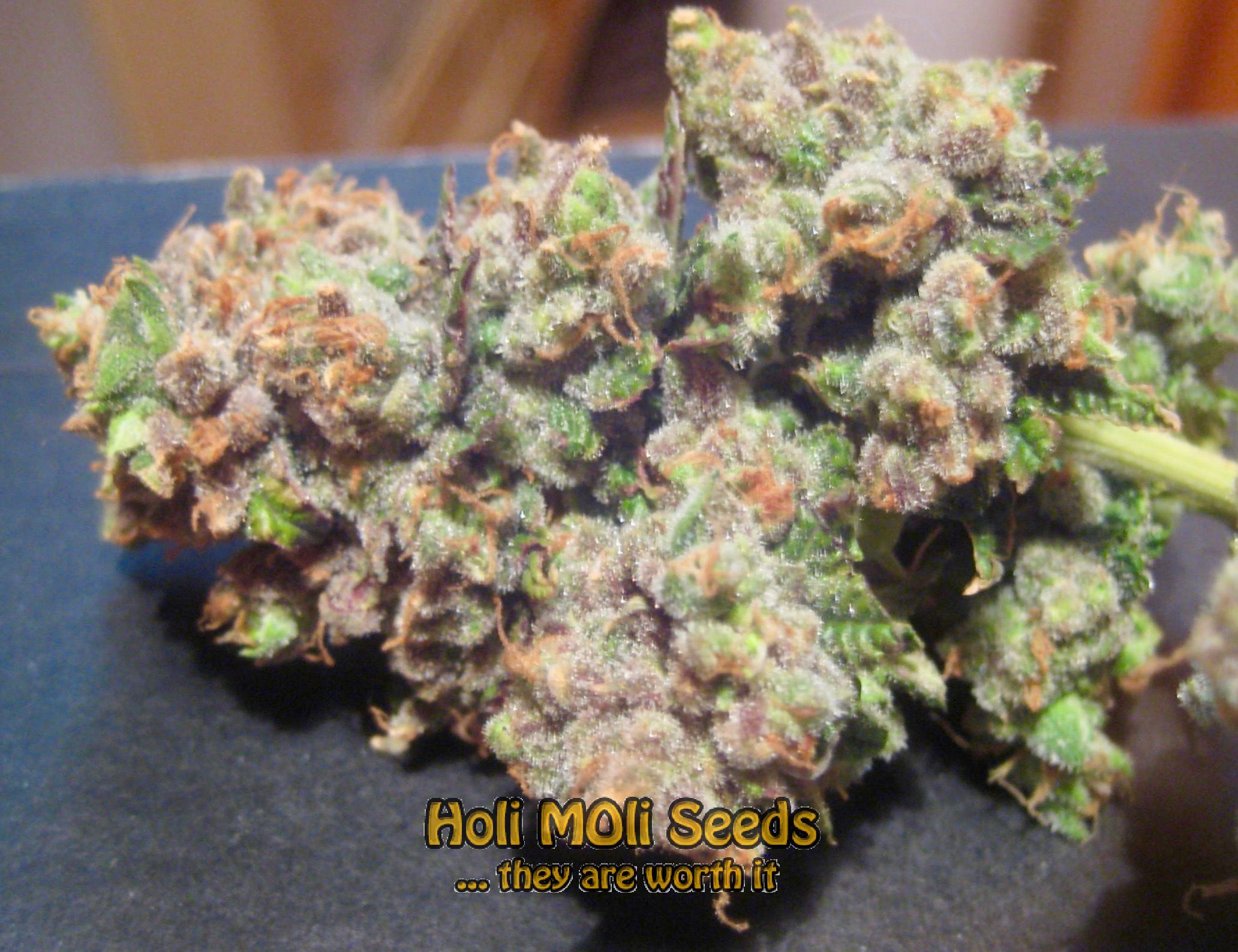 candyland cannabis pics