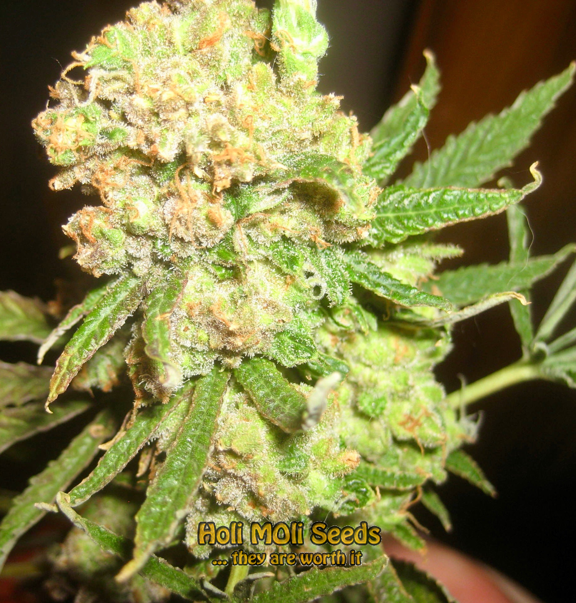 candyland cannabis pics