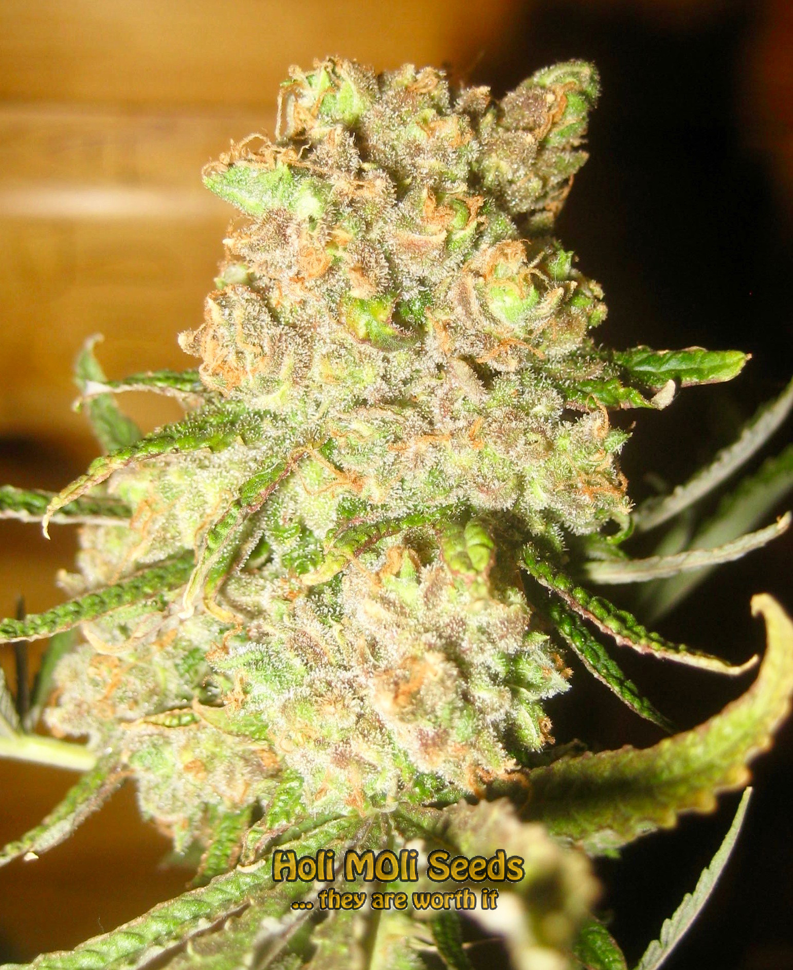 candyland cannabis pics