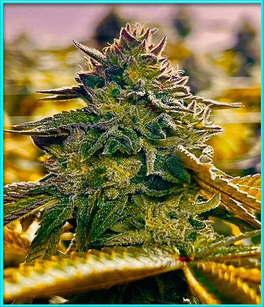 candyland cannabis pics