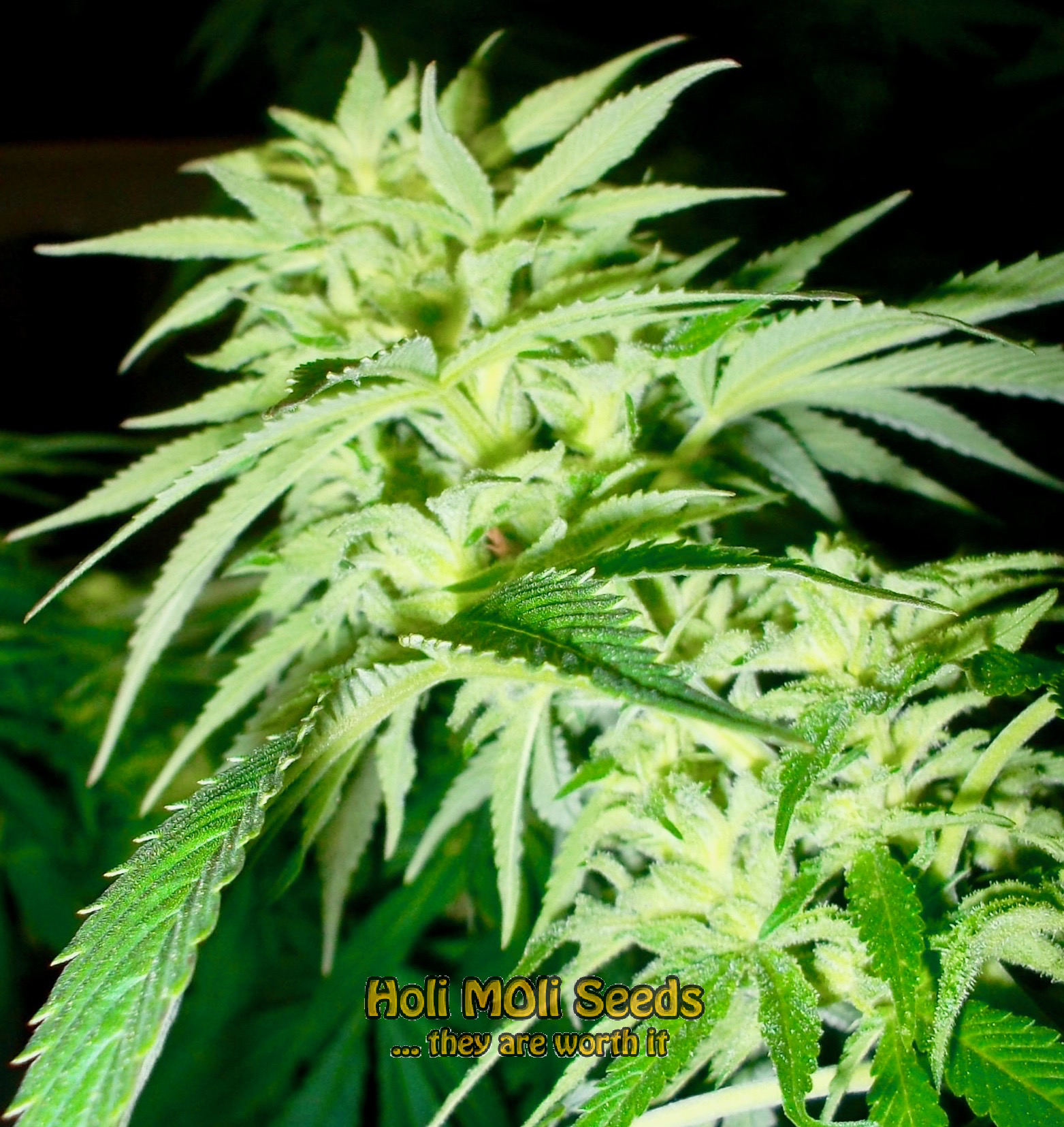 carmen 2.0 cannabis pics